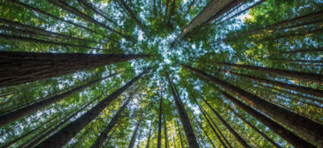 Majestic Giant Redwood Tree