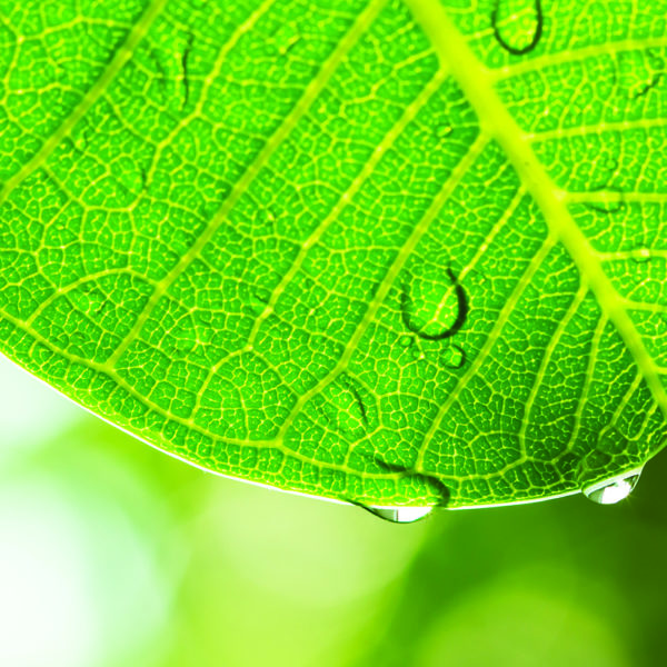 green leaf with water droplets on it